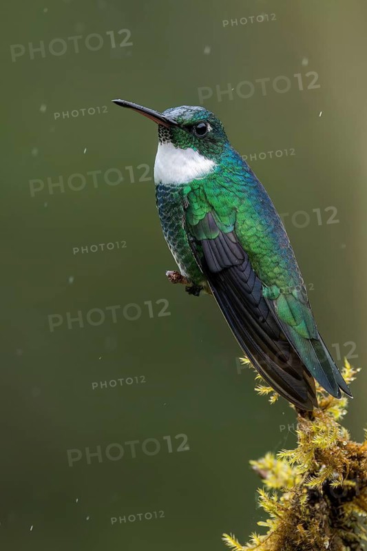 White-throated Hummingbird (Leucochloris albicollis) perched on a branch in the Atlantic Rainforest of Brazil