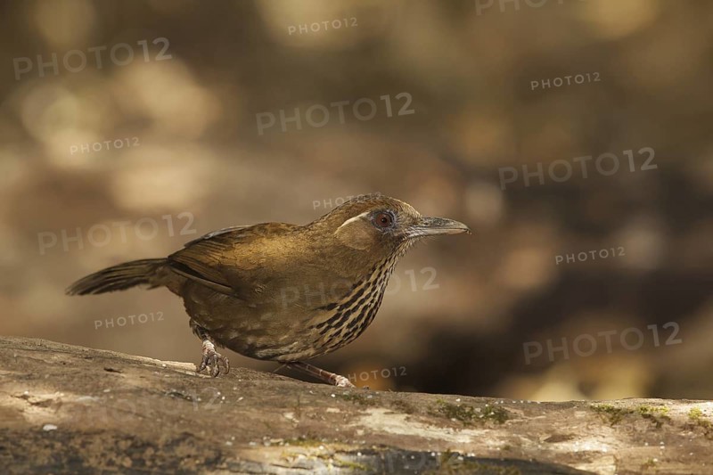 Spot-breasted Laughingthrush (Garrulax merulinus), Doi Lang, Thailand