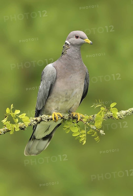 Band-tailed Pigeon (Patagioenas fasciata), British Columbia, Canada