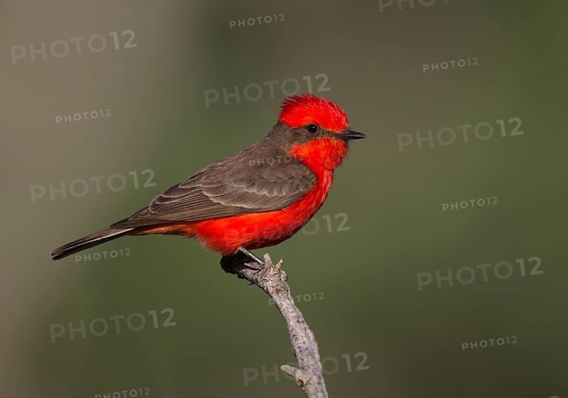 Vermilion Flycatcher (Pyrocephalus rubinus) male, Arizona, USA