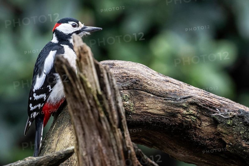 Great spotted woodpecker (Dendrocopos major), Emsland, Lower Saxony, Germany