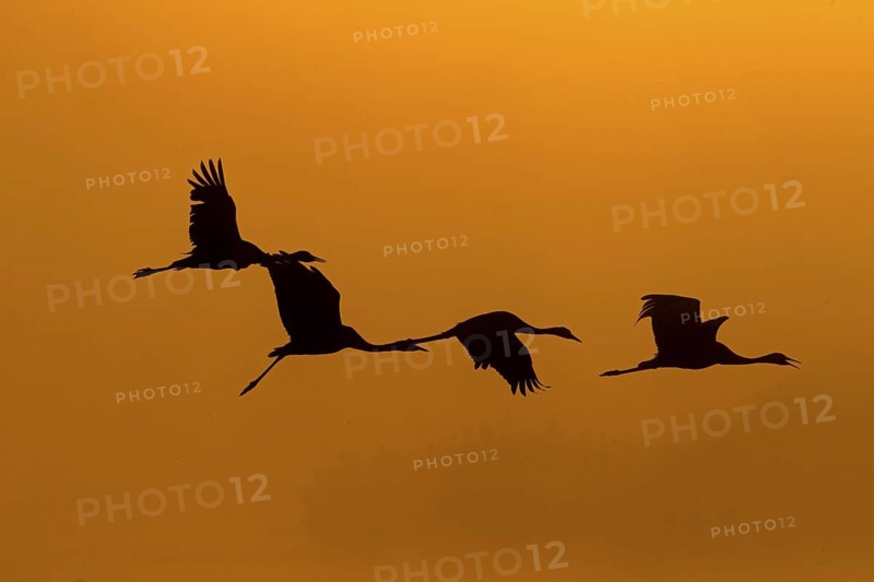 Common Crane (Grus grus) group flying, Israel