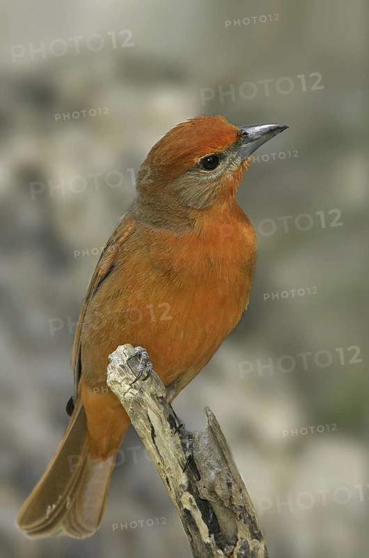 Hepatic Tanager (Piranga hepatica) male, Arizona, USA