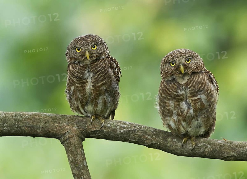 Asian Barred Owlet (Glaucidium cuculoides) pair, Darjeeling, India