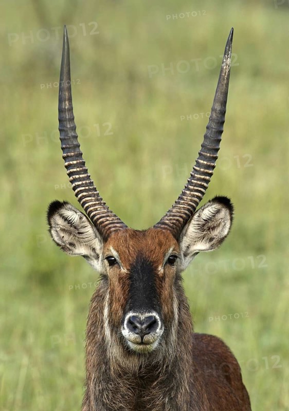 Defassa Waterbuck (Kobus ellipsiprymnus defassa) male, Samburu, Kenya