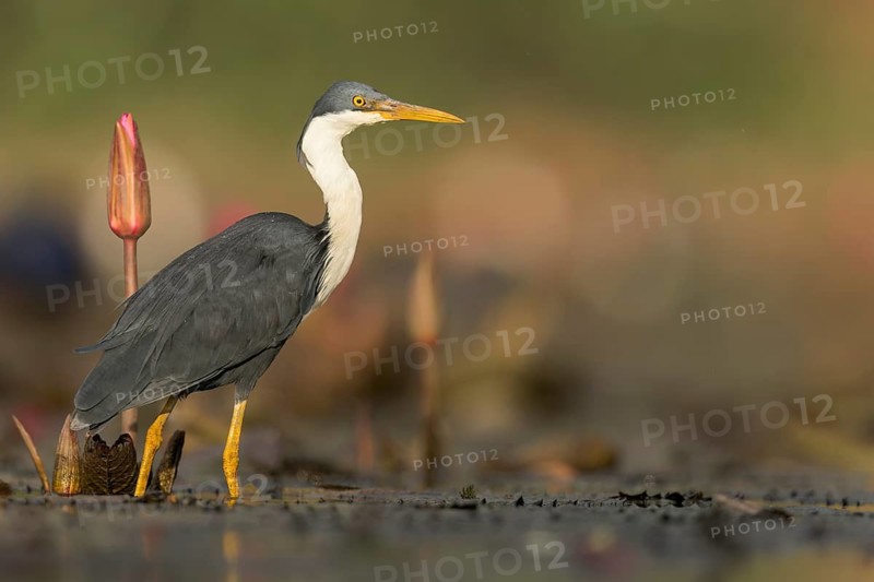 Pied Heron (Egretta picata) in a wetland area in Papua New Guinea