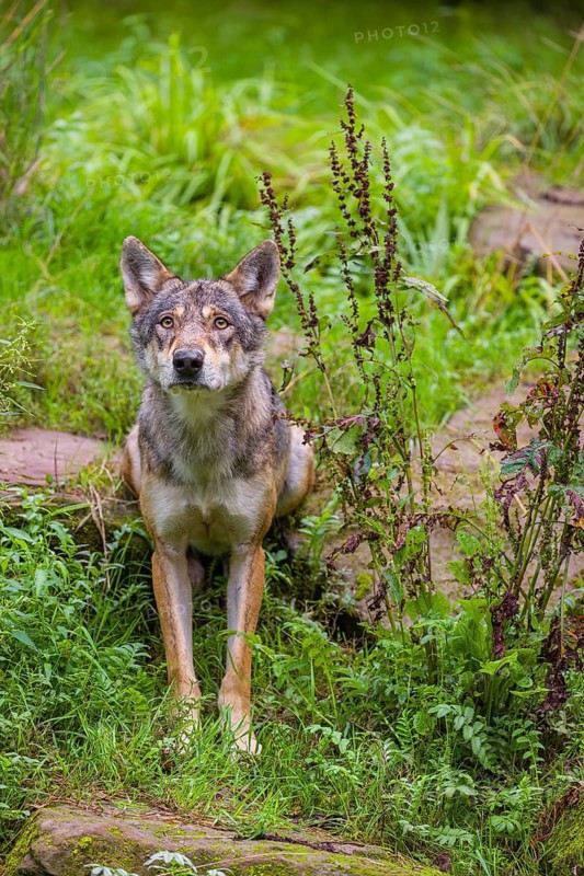 An adult male eurasian gray wolf (Canis lupus lupus) sits on a green meadow
