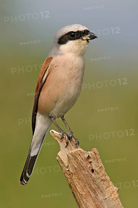 Red-backed shrike (Lanius collurio), Pie-griËche Ècorcheur, AlcaudÛn Dorsirrojo, Spider, spider, Kreis Bad Dürkheim, Hockenheim, Baden-W¸rttemberg, Germany