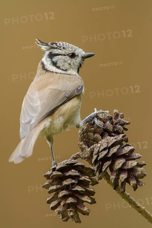 European Crested Tit (Lophophanes cristatus), Rhineland-Palatinate, Germany