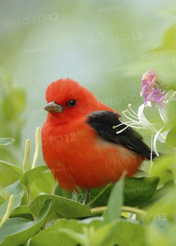 Scarlet Tanager (Piranga olivacea) male, Texas, USA
