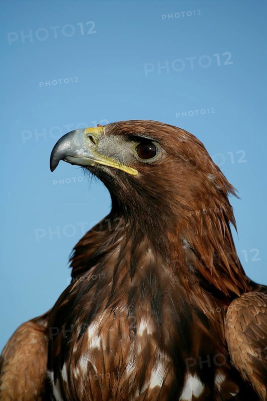 Golden eagle (Aquila chrysaetos) adult bird of prey raptor head portrait, Scotland, United Kingdom