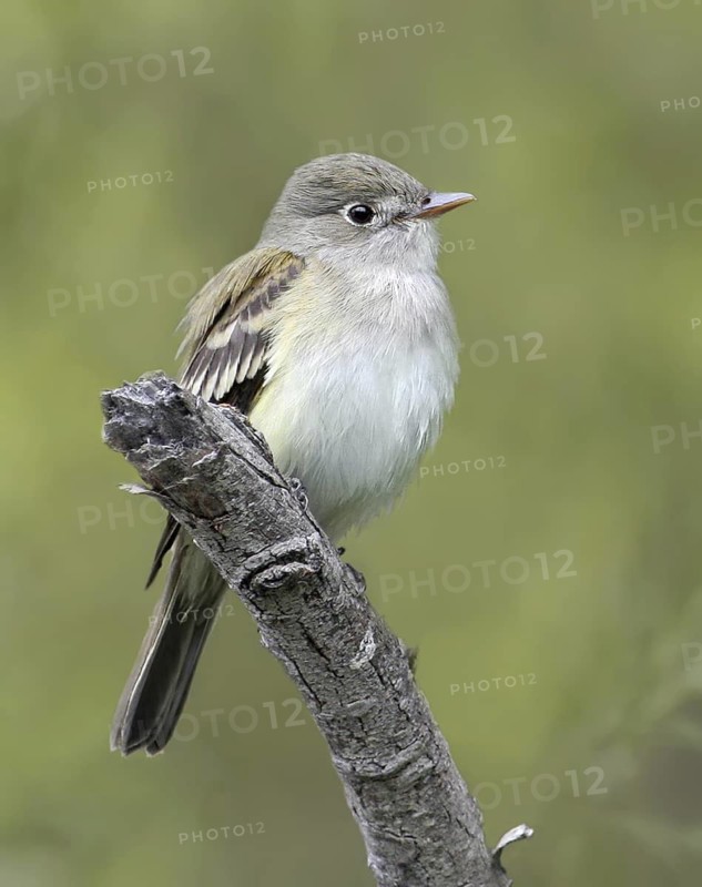 Alder Flycatcher (Empidonax alnorum), Saskatchewan, Canada