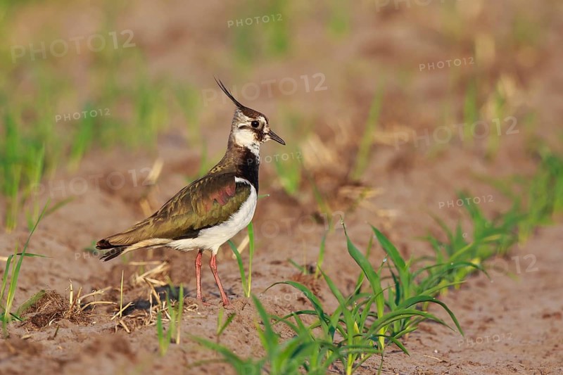 Northern Lapwing (Vanellus vanellus) female on a field, North Rhine-Westphalia, Germany