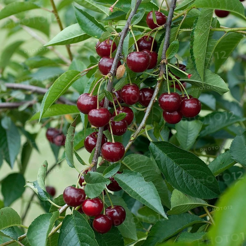 Sour cherry, sour cherry (Prunus cerasus 'Rubellit'), Germany