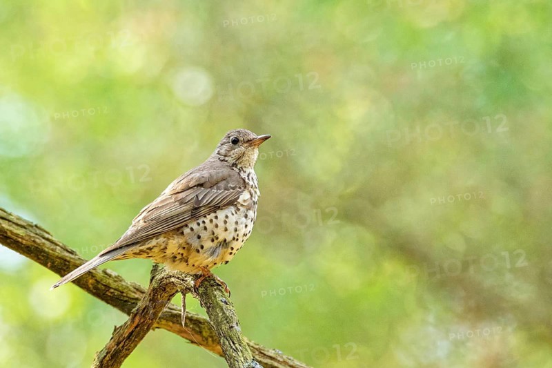 Song thrush (Turdus philomelos) perched on tree branch in spring forest, European songbird in natural woodland habitat, West Pomeranian Voivodeship, Poland