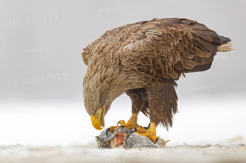 White-tailed eagle (Haliaeetus albicilla) adult bird on the water and on the ice, hunting, foraging, lake landscape, prey, hunting, waterfowl fleeing, male and female, pair, carp eating, fish caught, heron fleeing, cormorant, catches, geese, flight, bird of prey, watery landscape, Hortobágyi Nemzeti Park, Hungary