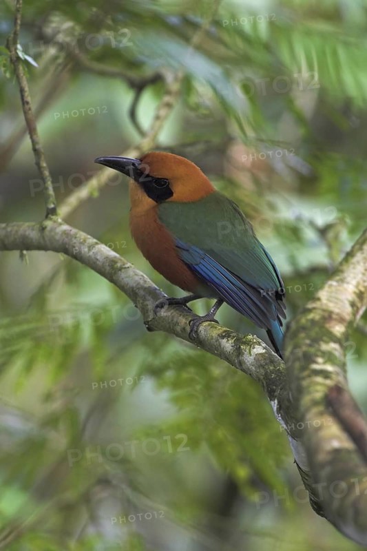 Rufous Motmot (Baryphthengus martii), Costa Rica