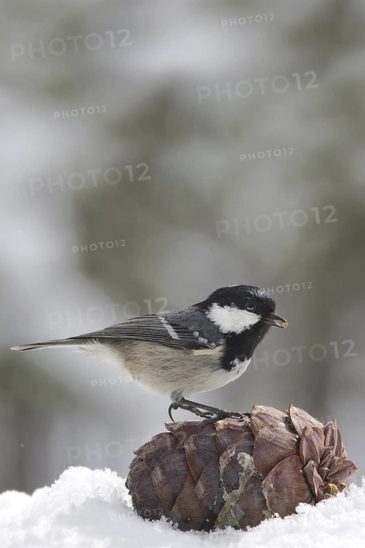 Coal Tit (Periparus ater), Engadin, Switzerland