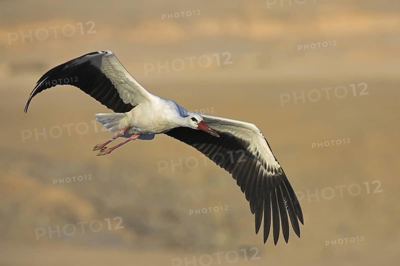 White Stork (Ciconia ciconia) flying, Oman
