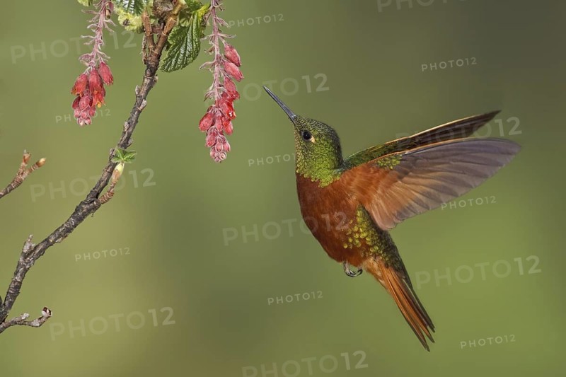 Chestnut-breasted Coronet (Boissonneaua matthewsii), Ecuador