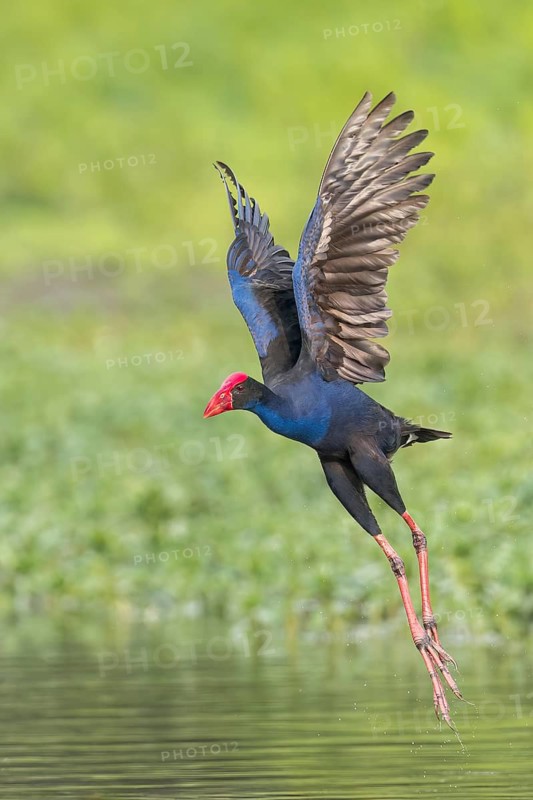 Australasian Swamphen (Porphyrio melanotus) in a wetland area in Papua New Guinea