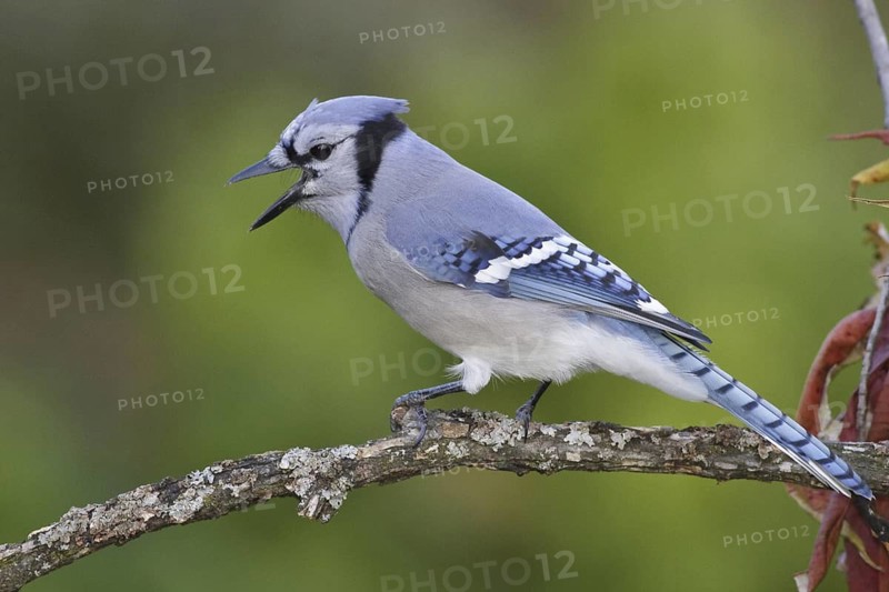Blue Jay (Cyanocitta cristata), Ontario, Canada
