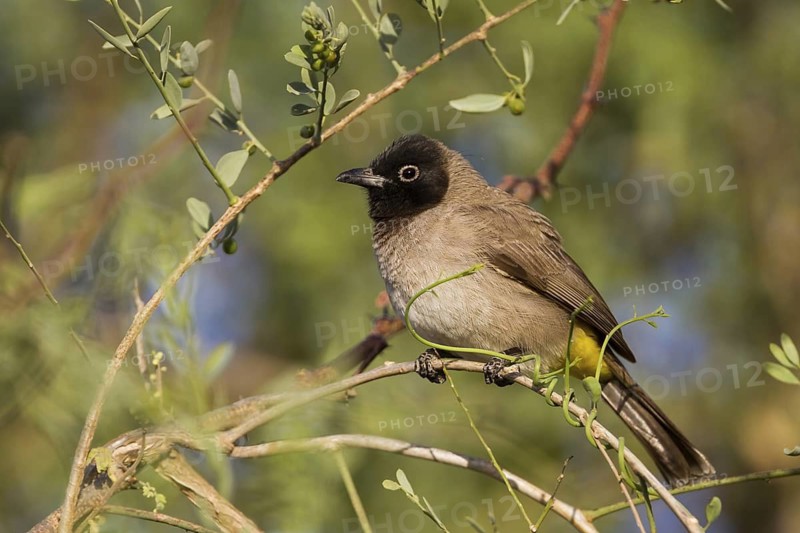 White-spectacled Bulbul (Pycnonotus xanthopygos), Oman