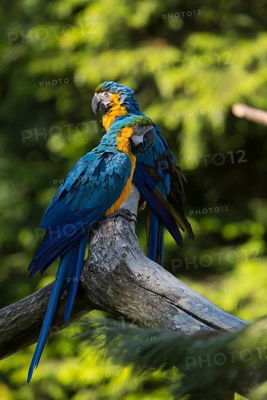 Two blue-and-yellow macaw (Ara ararauna) sitting on a branch with green vegetation in the background. Bright sunlight