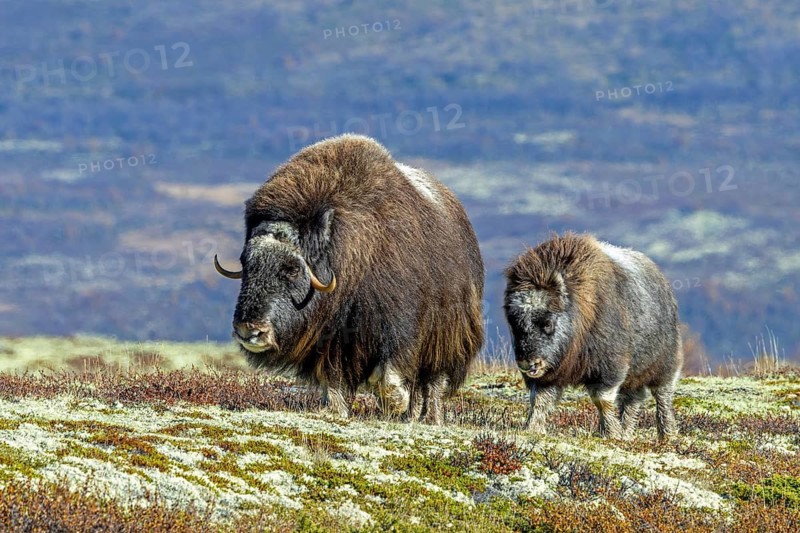 Muskox (Ovibos moschatus) cow / female with calf foraging on the tundra in autumn / fall, Dovrefjell–Sunndalsfjella National Park, Norway