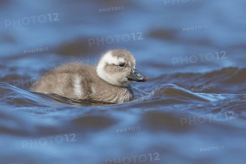 Flying Steamer Duck (Tachyeres patachonicus) swimming on a small pond in the Falkland Islands