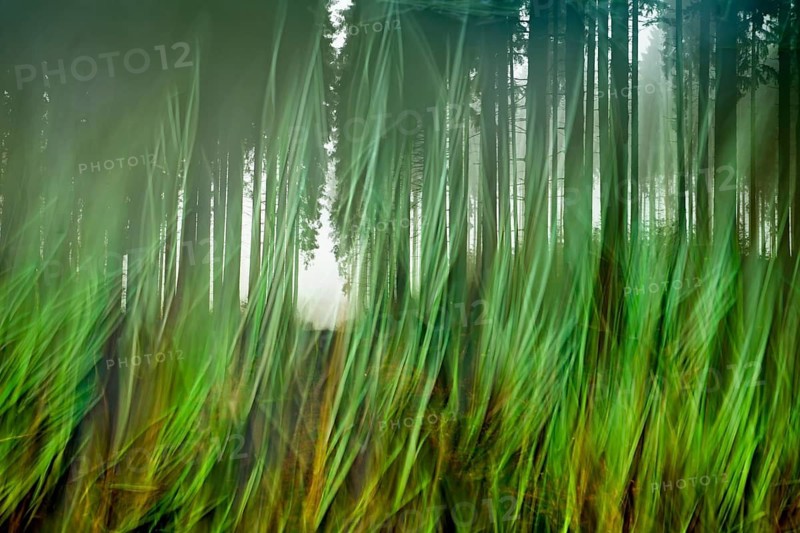 Traumatic path in a forest