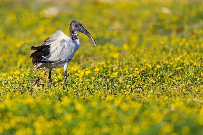 African sacred ibis, (Threskiornis aethiopicus), Pharaoh's ibis, family of ibises and spoonbills, biotope, habitat, foraging, False Bay Nature Reserve / Stran, Cape Town, Western Cape, South Africa