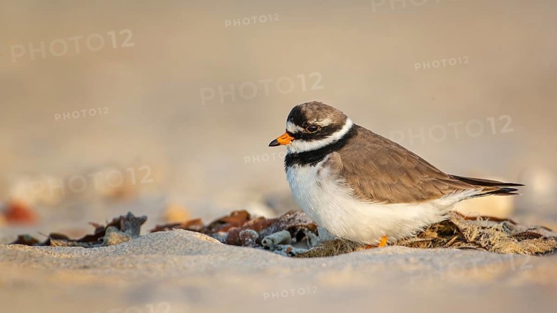 Common Ringed Plover (Charadrius hiaticula), Schleswig-Holstein, Germany