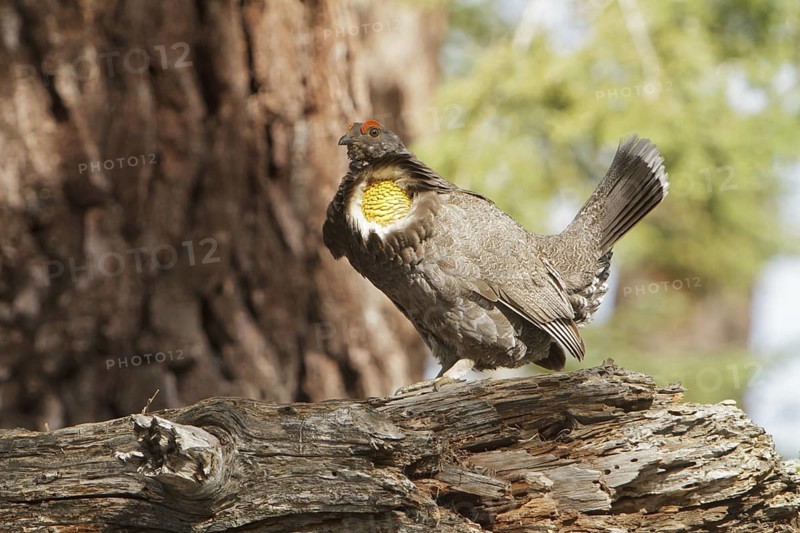 Sooty Grouse (Dendragapus fuliginosus) male, California, USA