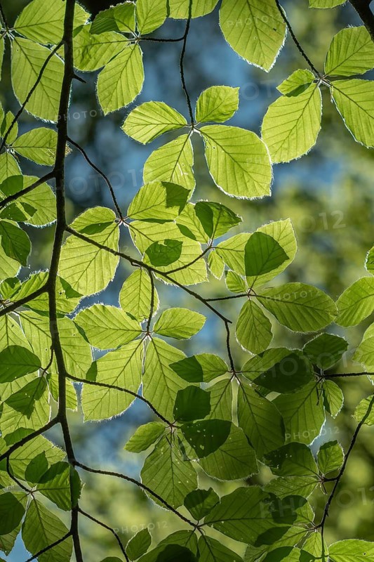 A blossoming tree branch with green leaves. The leaves are spread out and lying in the sunlight. Alsace, Great East, France