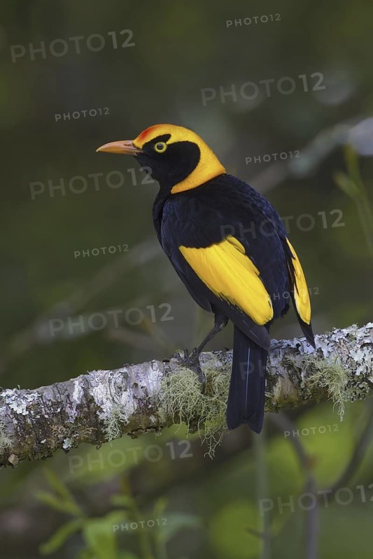 Regent Bowerbird (Sericulus chrysocephalus) male, Queensland, Australia