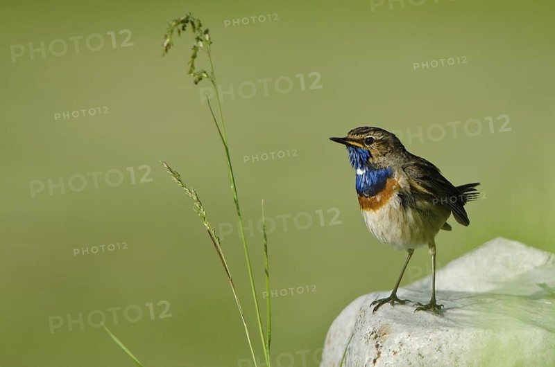 Bluethroat (Luscinia svecica cyanecula), Schleswig-Holstein, Germany