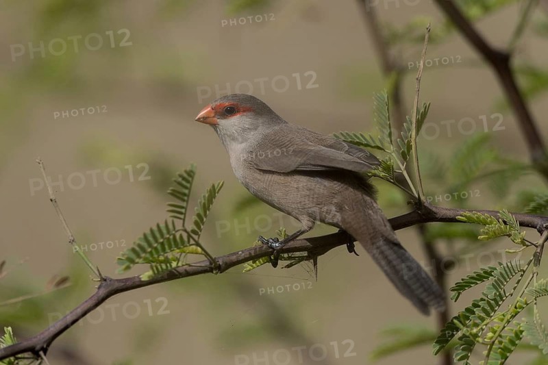 Common Waxbill (Estrilda astrild) perched on a branch, Cape Verde