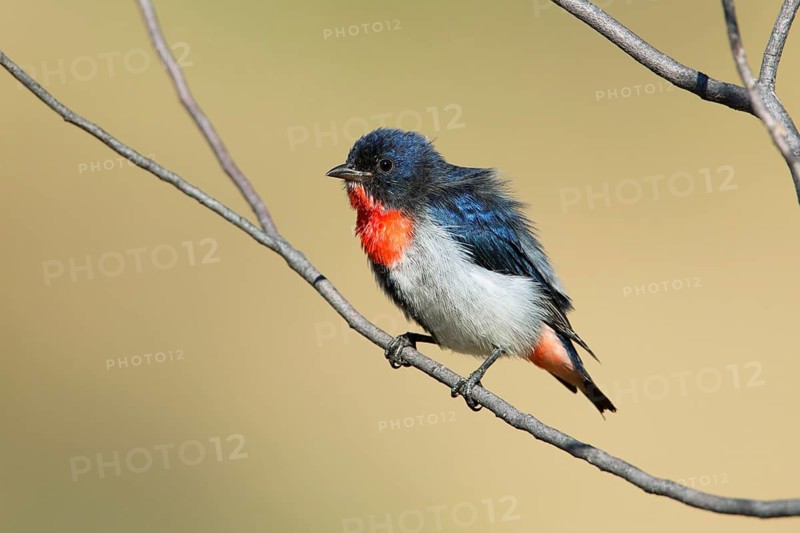 Mistletoebird (Dicaeum hirundinaceum) male, Northern Territory, Australia