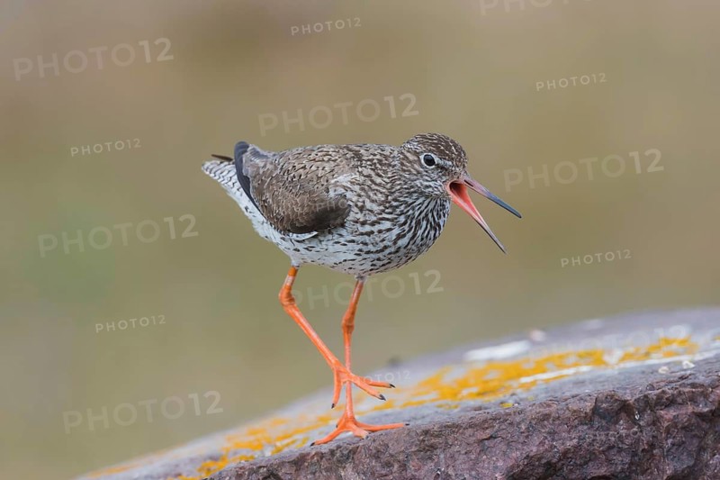 Rotschenkel (Tringa totanus) Common Redshank
