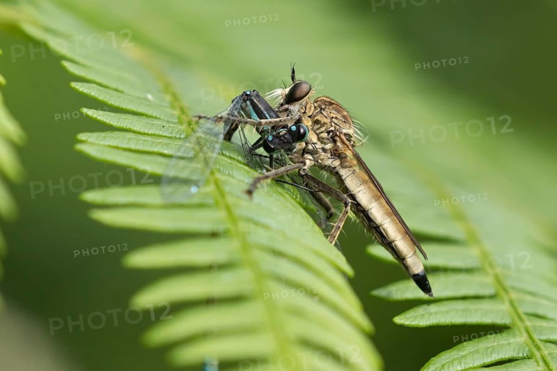 Kite-tailed robberfly (Machimus atricapillus) adult insect eating a damselfly on a fern leaf in summer, England, United Kingdom