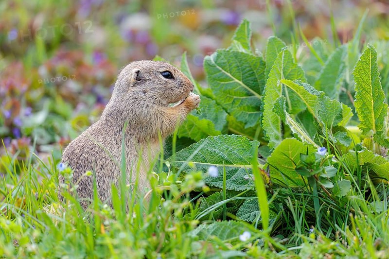 An adult ground squirrel (Spermophilus citellus) eats leaves and flowers on a cloudy day in a green meadow with tall vegetation. Austria
