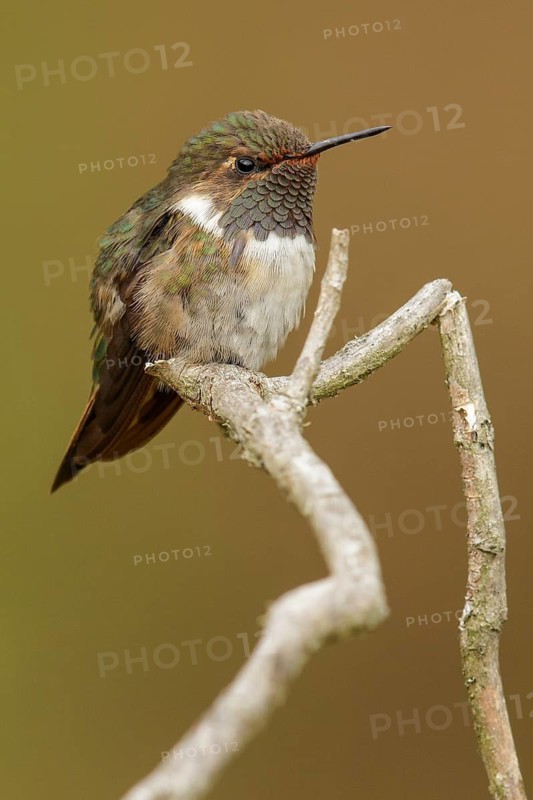 Volcano Hummingbird (Selasphorus flammula) perched on a branch in Costa Rica