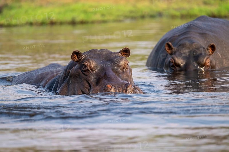 Hippopotamus (Hippopatamus amphibius) in the water, Chobe River, Ihaha, Chobe National Park, Botswana