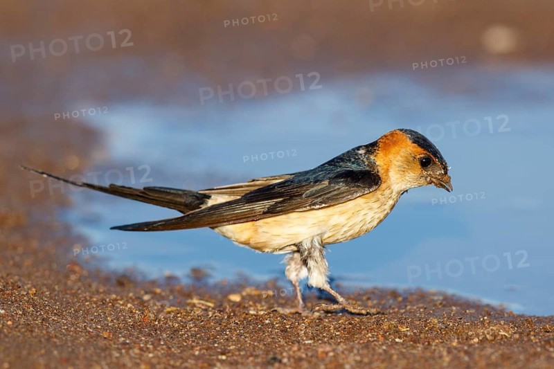 Red-rumped Swallow (Cecropis daurica) looking for nesting material, Lesvos, Greece