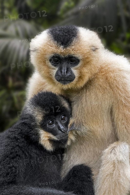 Yellow-cheeked gibbon (Nomascus gabriellae), golden-cheeked crested gibbon female suckling young, native to Vietnam, Laos and Cambodia