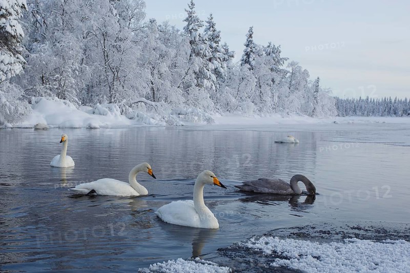 Whooper Swan (Cygnus cygnus) group, Finland