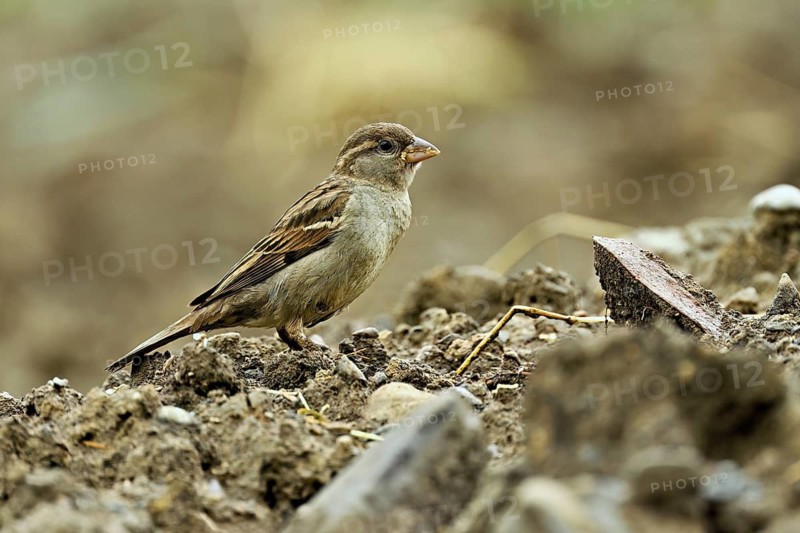 House sparrow (Passer domesticus), female standing on a field, Canton Aargau, Switzerland