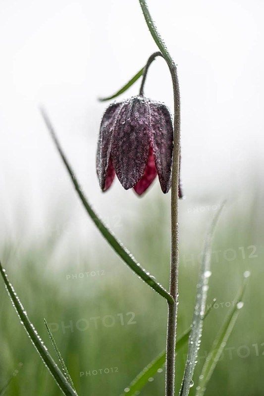 Snake's Head Fritillary (Fritillaria meleagris), Lower Saxony, Germany