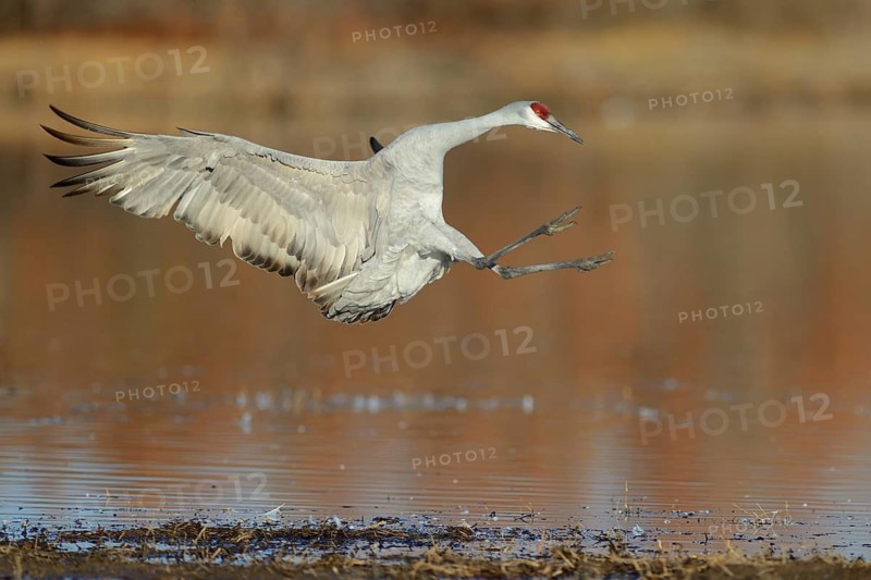Sandhill Crane (Antigone canadensis) flying, New Mexico, USA